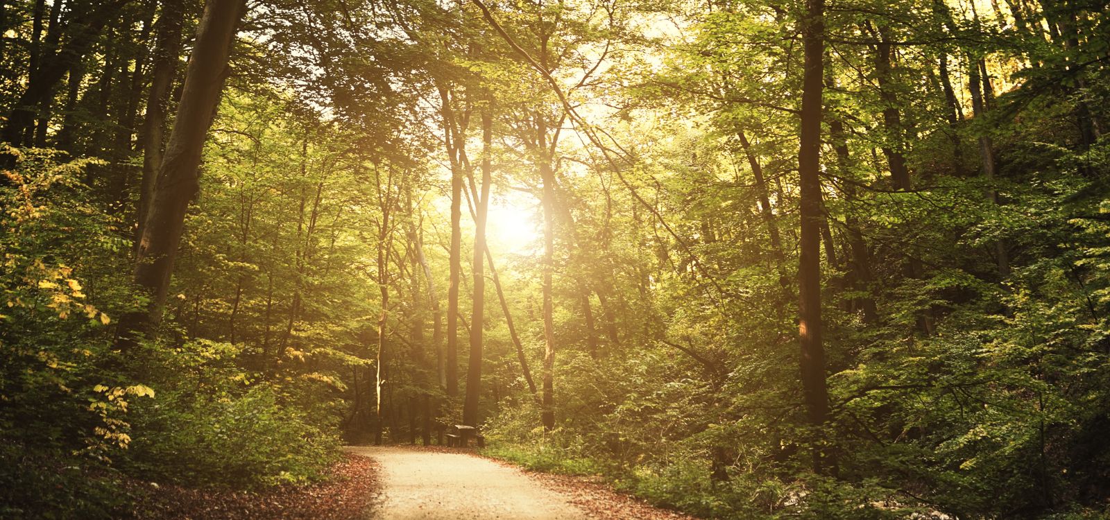 A clearer path to love the Lord and love one another